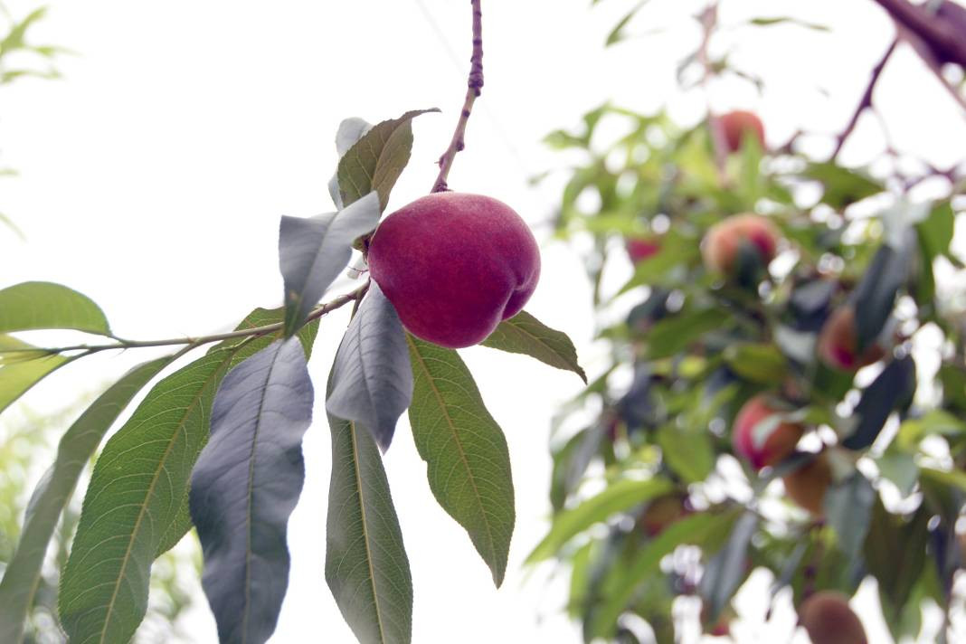 Kilosu 300 liradan ihraç ediliyor. Hadi Bismillah hasat dönemi başladı - Resim: 13